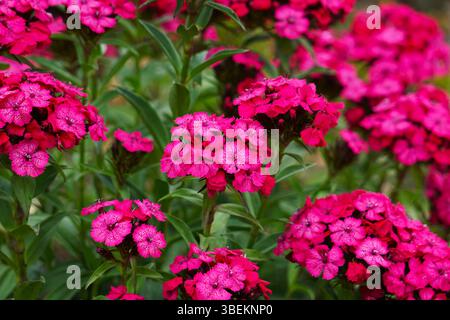 Primo piano di vivaci garofani rosa in piena fioritura. Il colore intenso e i delicati petali esaltano la naturale bellezza e la freschezza del fiore. Foto Stock