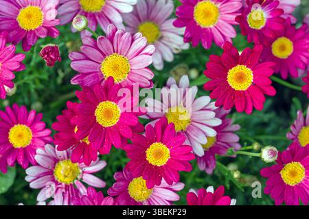primo piano dall'alto dei fiori rosa e viola della margherita marguerite alla luce del sole Foto Stock