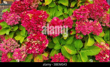 Ortensie rosa brillante fiori in piena fioritura con foglie verdi. Un primo piano di vibranti ortensie rosa in piena fioritura, circondate da un verde lussureggiante Foto Stock