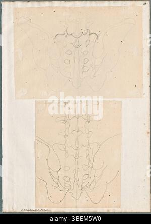 Questo disegno anatomico, realizzato da Jan Wandelaar, mostra le ossa del bacino da una vista dorsale. Il lavoro, svolto in grafite, evidenzia la struttura pelvica in un contesto anatomico dettagliato. Foto Stock