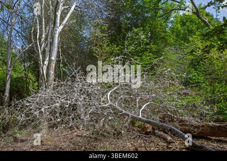 Larve di falene ermellate di ciliegio-uccello (Yponomeuta evonymella) in ragnatele larvali comuni su alberi caduti ricoperti di seta caterpillar in primavera Foto Stock