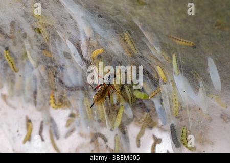 Vespa di Ichneumon (Pimpla turionellae) che attacca larve di falene ermellate di ciliegio-uccello (Yponomeuta evonymella) in rete larvale comune in arbusto in primavera Foto Stock