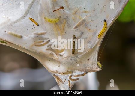 Larve di falene ermellate di ciliegio-uccello (Yponomeuta evonymella) in rete larvale comune in cespuglio ricoperto di seta caterpillar in primavera Foto Stock