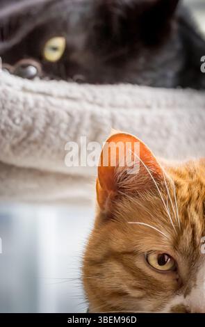 Uno scatto ravvicinato di due gatti che si rilassano insieme in un ambiente soffice, un gatto di zenzero in primo piano e un gatto nero sullo sfondo. La scena io Foto Stock