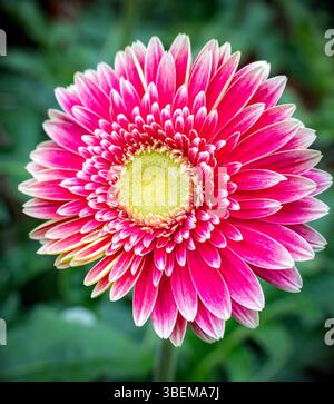 Uno splendido primo piano di una vivace margherita rosa di gerbera, che mostra i suoi vivaci petali e il centro giallo dettagliato, adagiato su un lussureggiante sfondo verde. Foto Stock