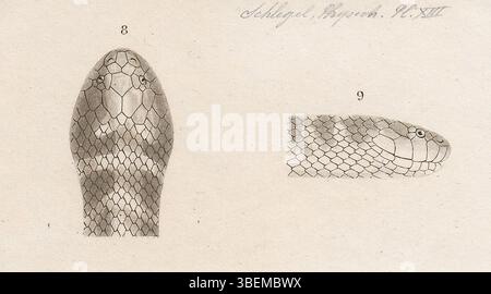 Una stampa del 1837 di Homalopsis leucobalia, una specie di serpente, dalla collezione 'Iconographia Zoologica' tenutasi presso le collezioni speciali dell'Università di Amsterdam. L'immagine evidenzia le caratteristiche peculiari del serpente. Foto Stock