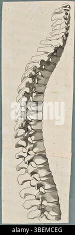 Questo disegno anatomico del XVIII secolo di Jan Wandelaar raffigura le ossa della colonna vertebrale da una vista laterale, in particolare le vertebre lombari. Fa parte della collezione Bibliotheca Publica Latina ed è stata creata utilizzando grafite e inchiostro. Foto Stock