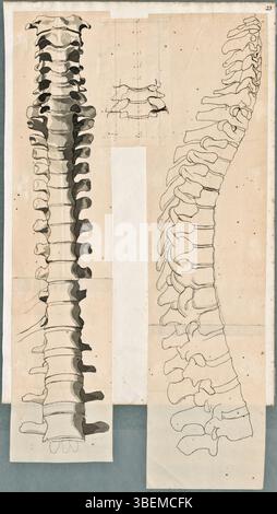 Questa collezione di disegni di Jan Wandelaar presenta le vertebre lombari sia dal punto di vista frontale che laterale. Gli schizzi utilizzano gesso nero, penna e inchiostro marrone, fornendo una rappresentazione precisa della struttura della colonna vertebrale. Foto Stock