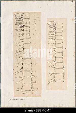 Un disegno anatomico di Jan Wandelaar delle vertebre lombari da una vista frontale, realizzato con grafite, gesso rosso e inchiostro. Questa opera d'arte faceva parte di uno sforzo collaborativo con Bernhard Siegfried Albinus nel XVIII secolo, utilizzato per studiare la struttura della colonna vertebrale umana in dettaglio. Foto Stock