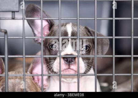 Cucciolo di cane Bulldog francese Pied in gabbia dietro le sbarre Foto Stock