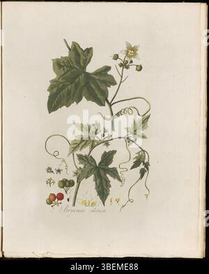 Incisione da Flora Batava vol. 2 piatto 0140 di G. J. van OS raffigurante Bryonia dioica. La stampa mostra un vitigno rampicante con foglie palmate, tendini avvolgenti e grappoli di bacche rosse sotto piccoli fiori bianchi. Foto Stock