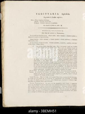 Questa illustrazione botanica del 1822 di Jan Kops raffigura la Sagittaria sagittifolia, nota anche come punta di freccia. Il piatto evidenzia le caratteristiche foglie a forma di freccia e i fiori bianchi della pianta. Originaria delle zone umide e degli ambienti acquatici, svolge un ruolo cruciale nell'ecosistema idrico, fornendo cibo e riparo agli organismi acquatici. Foto Stock