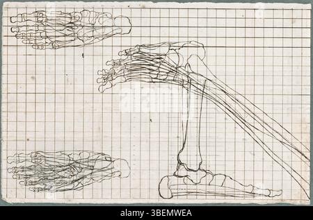 Questo disegno anatomico di Jan Wandelaar si concentra sulle ossa della gamba e del piede umano, parte del suo contributo agli studi anatomici di Albino. Il disegno, realizzato in grafite, penna e inchiostro marrone, presenta uno studio dettagliato del sistema scheletrico dell'arto inferiore. Foto Stock