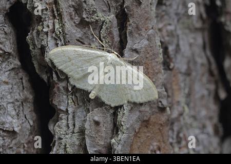 Falena ondulata di panna (Scopula floslactata) Foto Stock