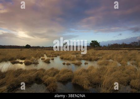 Paesaggio in NP Groote Peel, Paesi Bassi Foto Stock