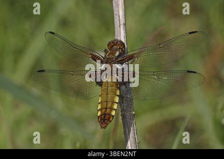 Pancia piatta, giovane femmina (Libellula depressa) Foto Stock