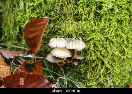 Funghi Kuehneromyces che crescono su un vecchio tronco di albero in una foresta in autunno, Baviera, Germania, Europa Foto Stock