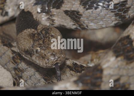 Serpente gatto europeo (Telescopus fallax) Foto Stock