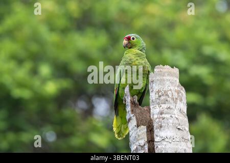 Pappagallo amazzonico rosso, Amazona autumnalis, adulto singolo appollaiato al nido di un albero morto, Laguna de Lagarto, Costa Rica Foto Stock