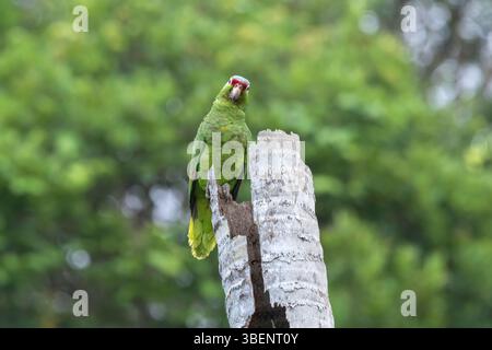 Pappagallo amazzonico rosso, Amazona autumnalis, adulto singolo appollaiato al nido di un albero morto, Laguna de Lagarto, Costa Rica Foto Stock