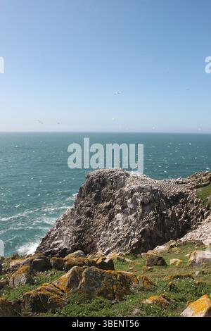 Colonia di Gannet sul bordo della scogliera, Isole Saltee, Irlanda Foto Stock