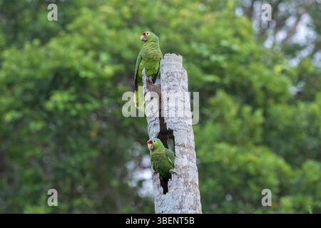 Pappagallo amazzonico rosso, Amazona autumnalis, due adulti appollaiati al nido di un albero morto, Laguna de Lagarto, Costa Rica Foto Stock