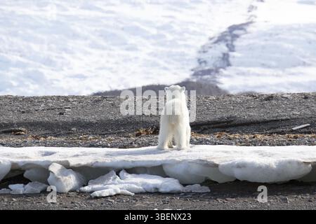 Questo non è un orsacchiotto (ursus maritimus) Foto Stock