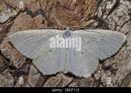 Falena ondulata di panna (Scopula floslactata) Foto Stock