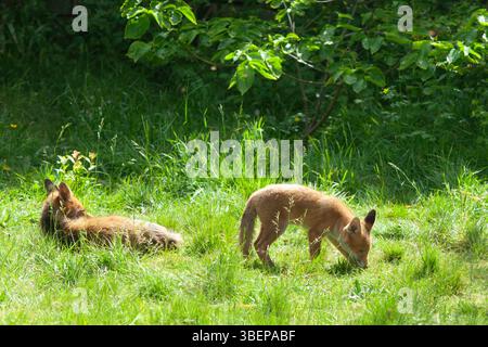 Londra, Regno Unito. 29 maggio 2025. Una volpe vixen e uno dei suoi quattro cuccioli si godono il sole mattutino in un giardino a Clapham, a sud di Londra. Il tempo più caldo è previsto per i prossimi giorni. Crediti: Anna Watson/Alamy Live News Foto Stock