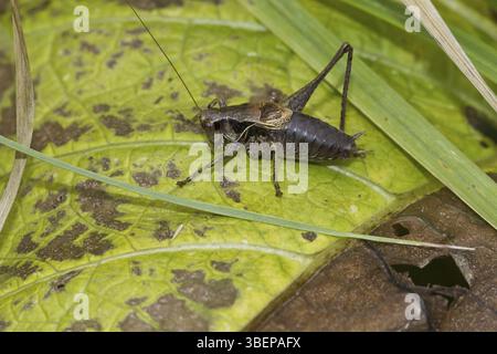 Cricket comune - maschio (Pholidoptera griseoaptera) Foto Stock