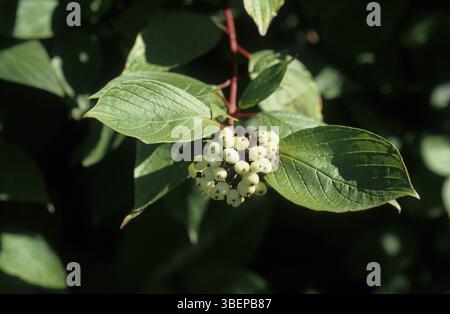 Palissandro bianco (Cornus sericea) Foto Stock