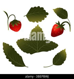 Set di fragole con frutti di bosco, foglie e fiori. Illustrazione vettoriale isolata su sfondo bianco. Illustrazione Vettoriale