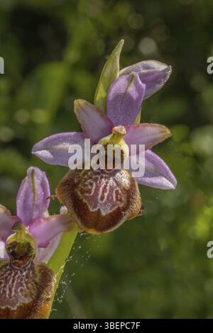Ragwort di Ayeyron (Ophrys aveyronensis) (Ophrys aveyronensis) Foto Stock