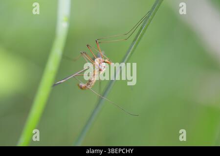 Serpente prato (Tipula paludosa) Foto Stock