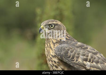 Astore (Accipiter gentilis) Foto Stock