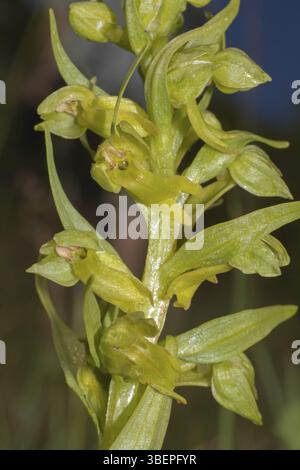 Orchidea di rana (Coeloglossum viride) Foto Stock