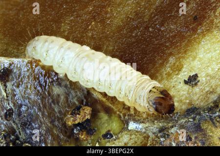Falena Codling - larva nel nucleo (Cydia pomonella) Foto Stock