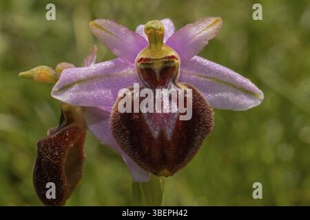 Ibrido ragwort (Ophrys aveyronensis x sphegodes subsp. Sphegodes) (Ophrys aveyronensis x sphegodes subsp. sphegodes) Foto Stock