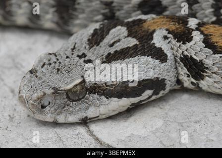 vipera di Wagner (Montivipera wagneri) Foto Stock