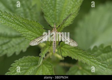 Serpente prato (Tipula paludosa) Foto Stock