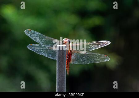 Dragonfly. Amatlán, Morelos, Messico Foto Stock