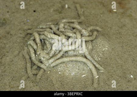 Lugworm (Arenicola marina) Foto Stock
