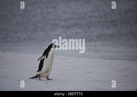Pinguino di Adelie nella colonia della Penisola Antartica (Pygoscelis adeliae) Foto Stock