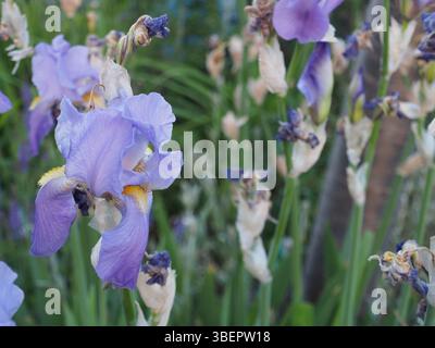 Primo piano di una fioritura fresca di un Iris dalmata (Iris pallida) o di un Iris dolce che cresce tra quelli che si susseguono in un letto di fiori a maggio a Bonn, Germania. Foto Stock