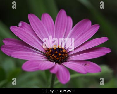 Macro isolato primo piano della fioritura di una vivace margherita di mantello viola (Dimorphotheca pluvialis (L.) Moench) nota anche come Cape Marigold, prof. Meteo Foto Stock