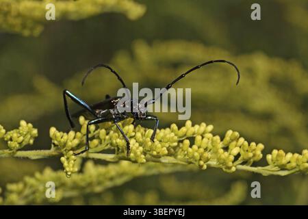 Muschio (Aromia moschata) Foto Stock