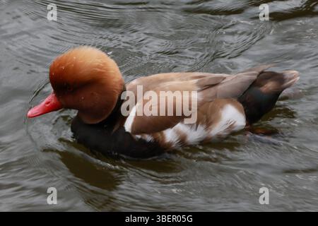 LONDRA, REGNO UNITO. 29 maggio 2025. I frutteti con creste rosse del Green Park di Londra stanno vivendo una calda giornata estiva. La gente si è recata nel parco per guardare pellicani, oche grigie, cigni neri, frutteti crestati rossi, anatre hawaiane, e scoiattoli a Londra, Regno Unito. (Foto di 李世惠/SEE li/Picture Capital) credito: Vedi li/Picture Capital/Alamy Live News Foto Stock