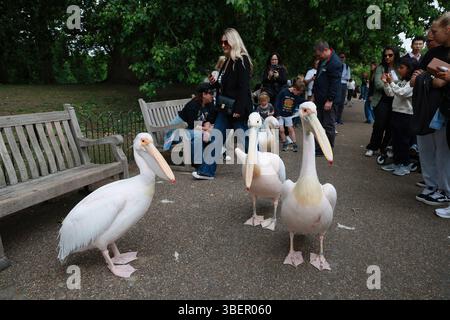 LONDRA, REGNO UNITO. 29 maggio 2025. Le persone circondano i pellicani che scattano foto e video con il telefono al Green Park di Londra, stanno vivendo una calda giornata estiva. La gente si è recata nel parco per guardare pellicani, oche grigie, cigni neri, frutteti crestati rossi, anatre hawaiane, e scoiattoli a Londra, Regno Unito. (Foto di 李世惠/SEE li/Picture Capital) credito: Vedi li/Picture Capital/Alamy Live News Foto Stock