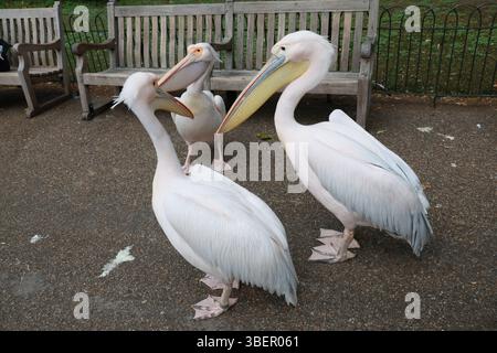 LONDRA, REGNO UNITO. 29 maggio 2025. Le persone circondano i pellicani che scattano foto e video con il telefono al Green Park di Londra, stanno vivendo una calda giornata estiva. La gente si è recata nel parco per guardare pellicani, oche grigie, cigni neri, frutteti crestati rossi, anatre hawaiane, e scoiattoli a Londra, Regno Unito. (Foto di 李世惠/SEE li/Picture Capital) credito: Vedi li/Picture Capital/Alamy Live News Foto Stock