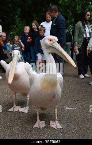 LONDRA, REGNO UNITO. 29 maggio 2025. Le persone circondano i pellicani che scattano foto e video con il telefono al Green Park di Londra, stanno vivendo una calda giornata estiva. La gente si è recata nel parco per guardare pellicani, oche grigie, cigni neri, frutteti crestati rossi, anatre hawaiane, e scoiattoli a Londra, Regno Unito. (Foto di 李世惠/SEE li/Picture Capital) credito: Vedi li/Picture Capital/Alamy Live News Foto Stock